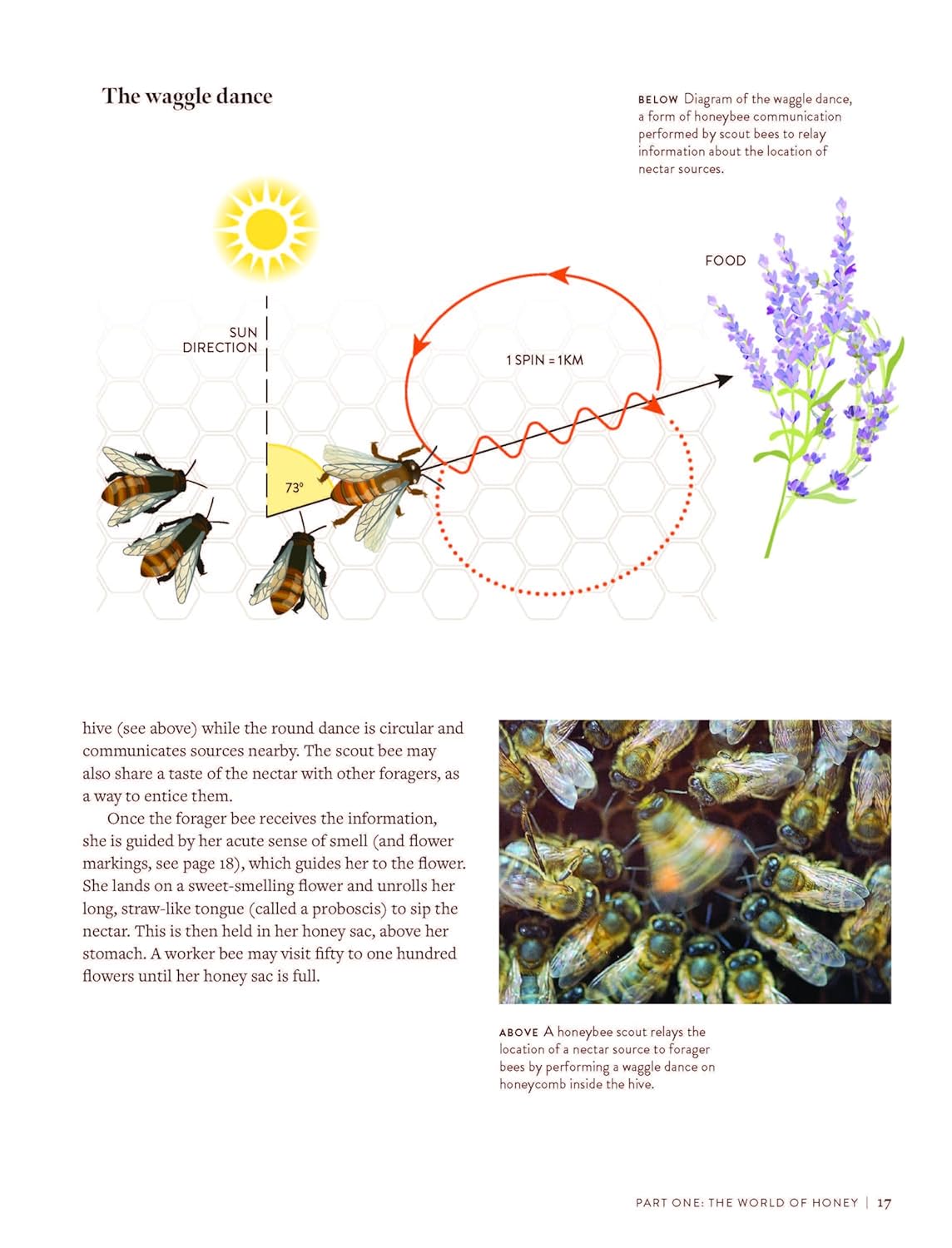 The World Atlas of Honey (C. Marina Marchese)