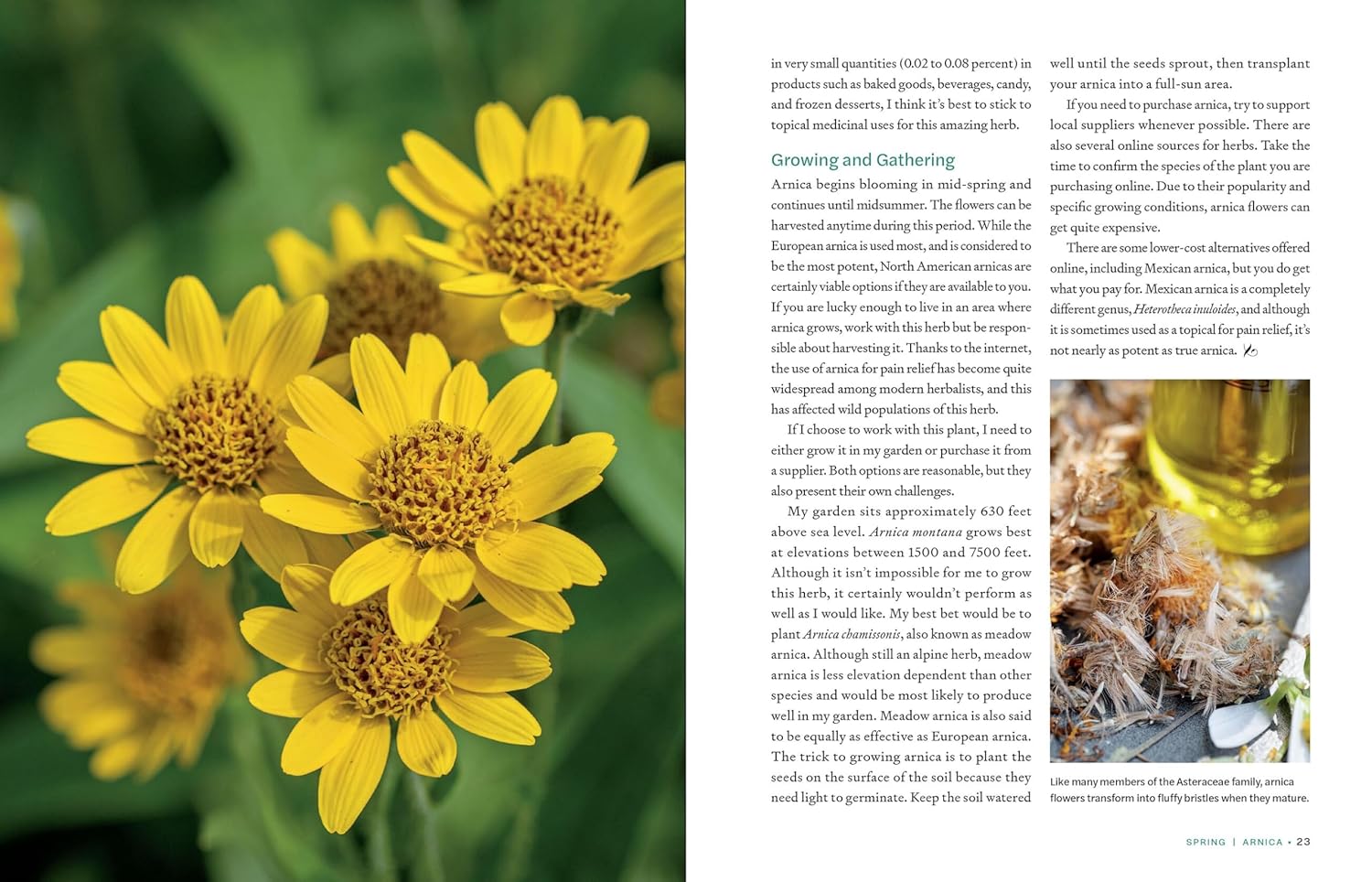 Herbs in Every Season: 48 Edible and Medicinal Herbs for the Kitchen, Garden, and Apothecary (Bevin Cohen)