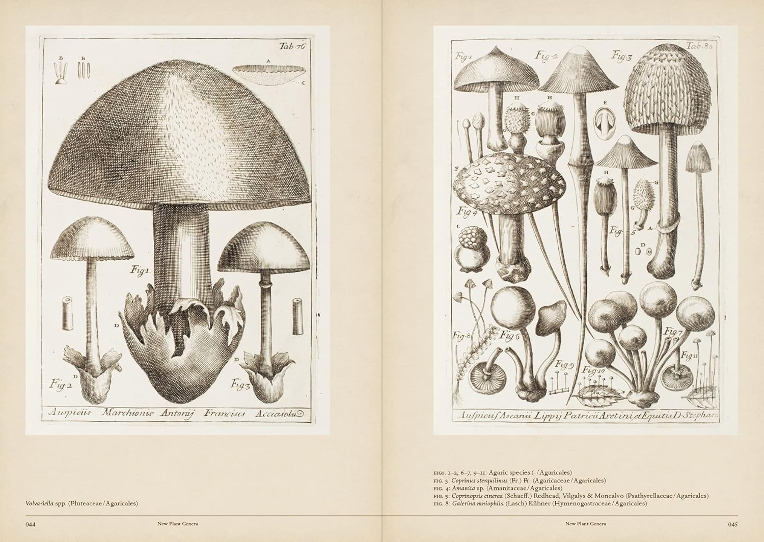 Mushroom Botanical Art (Toshimitsu Fukiharu)