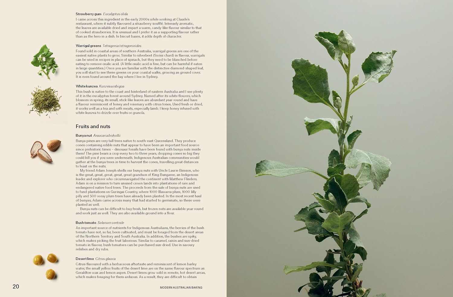 Modern Australian Baking: Sweet, Savoury, Seasonal & Native (Christopher Thé)