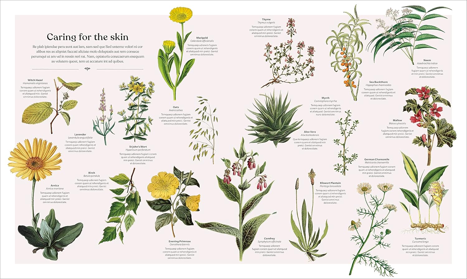 The Herb Book: The Stories, Science, and History of Herbs (DK)