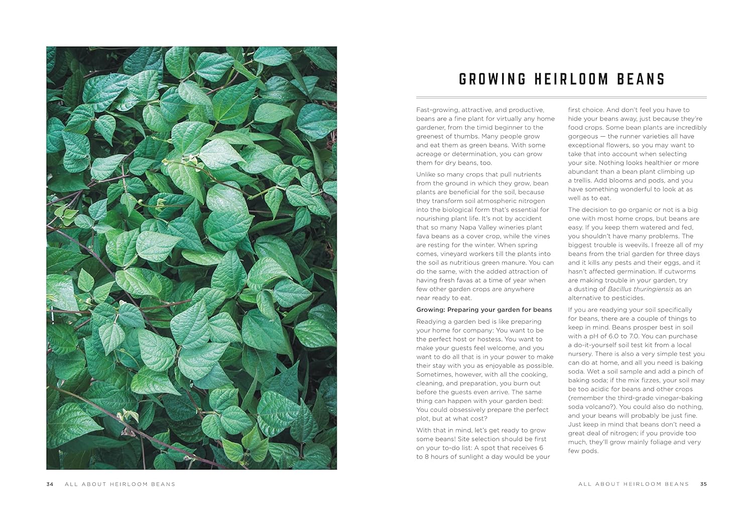 The Rancho Gordo Heirloom Bean Guide (Steve Sando)
