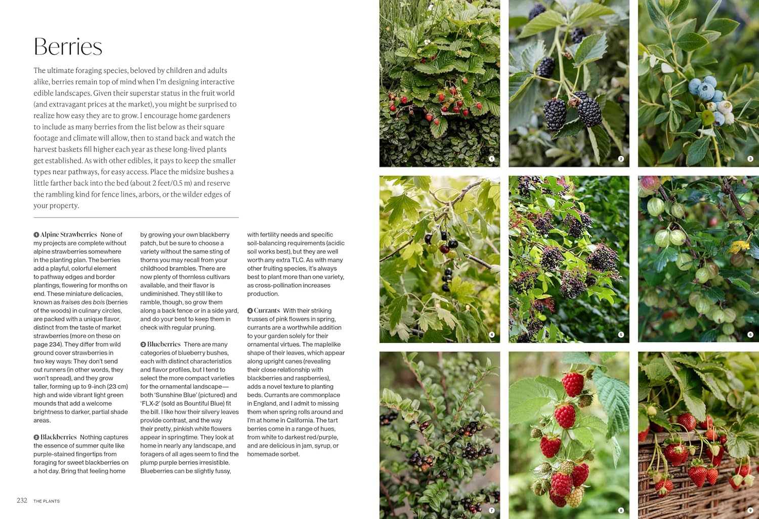 The Food Forward Garden (Christian Douglas)