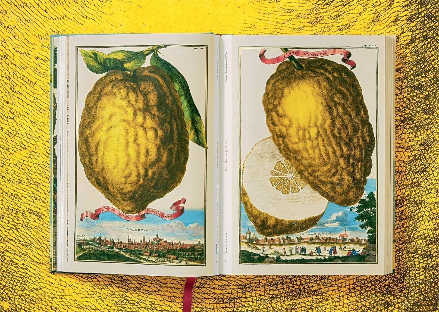 J. C. Volkamer The Book of Citrus Fruits: The Complete Plates 1708-1714 (Iris Lauterbach, Chris Allen)