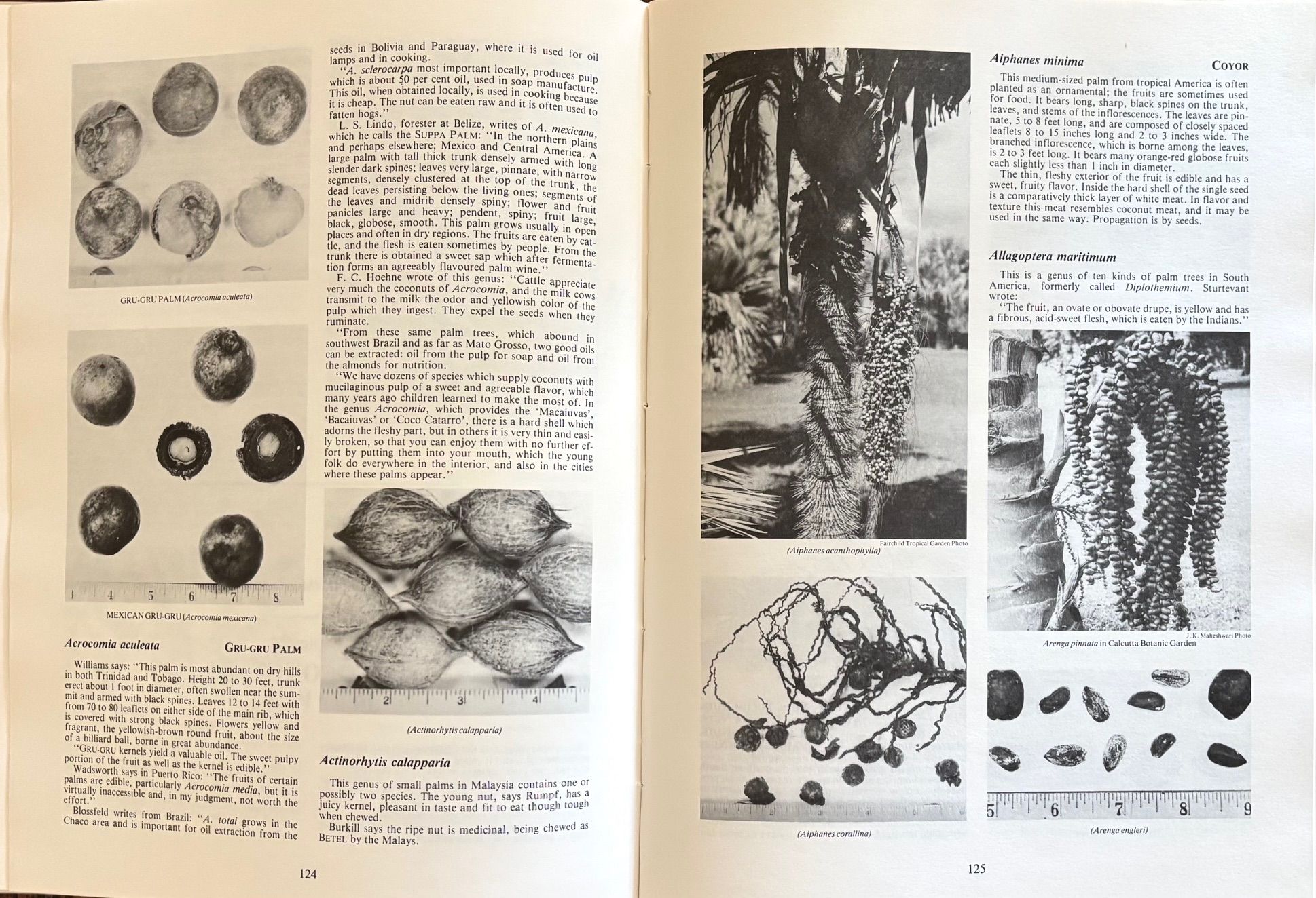 (*NEW ARRIVAL*) (Nuts) Edwin A. Menninger. Edible Nuts of the World