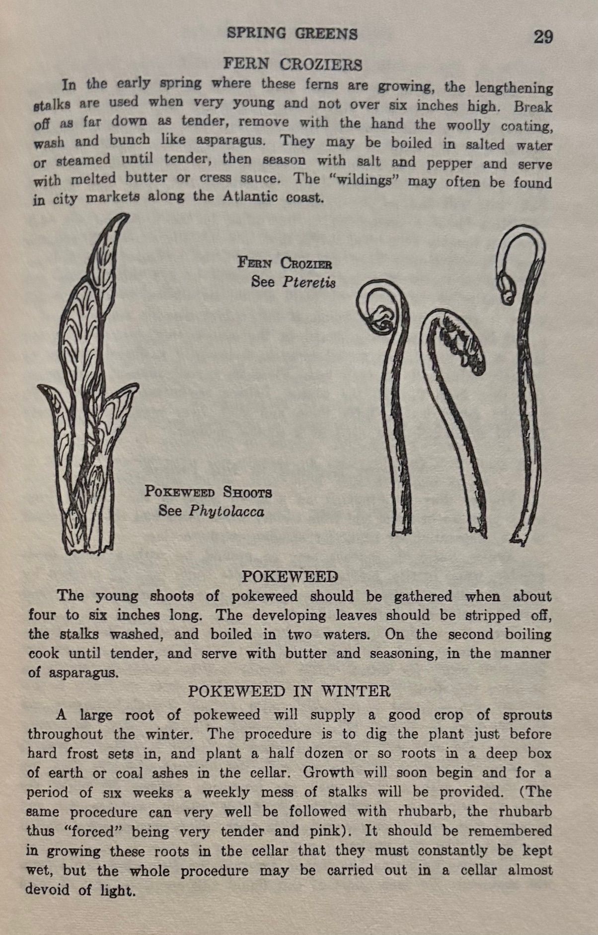 (*NEW ARRIVAL*) (Foraging) Nelson Coon. Using Wayside Plants