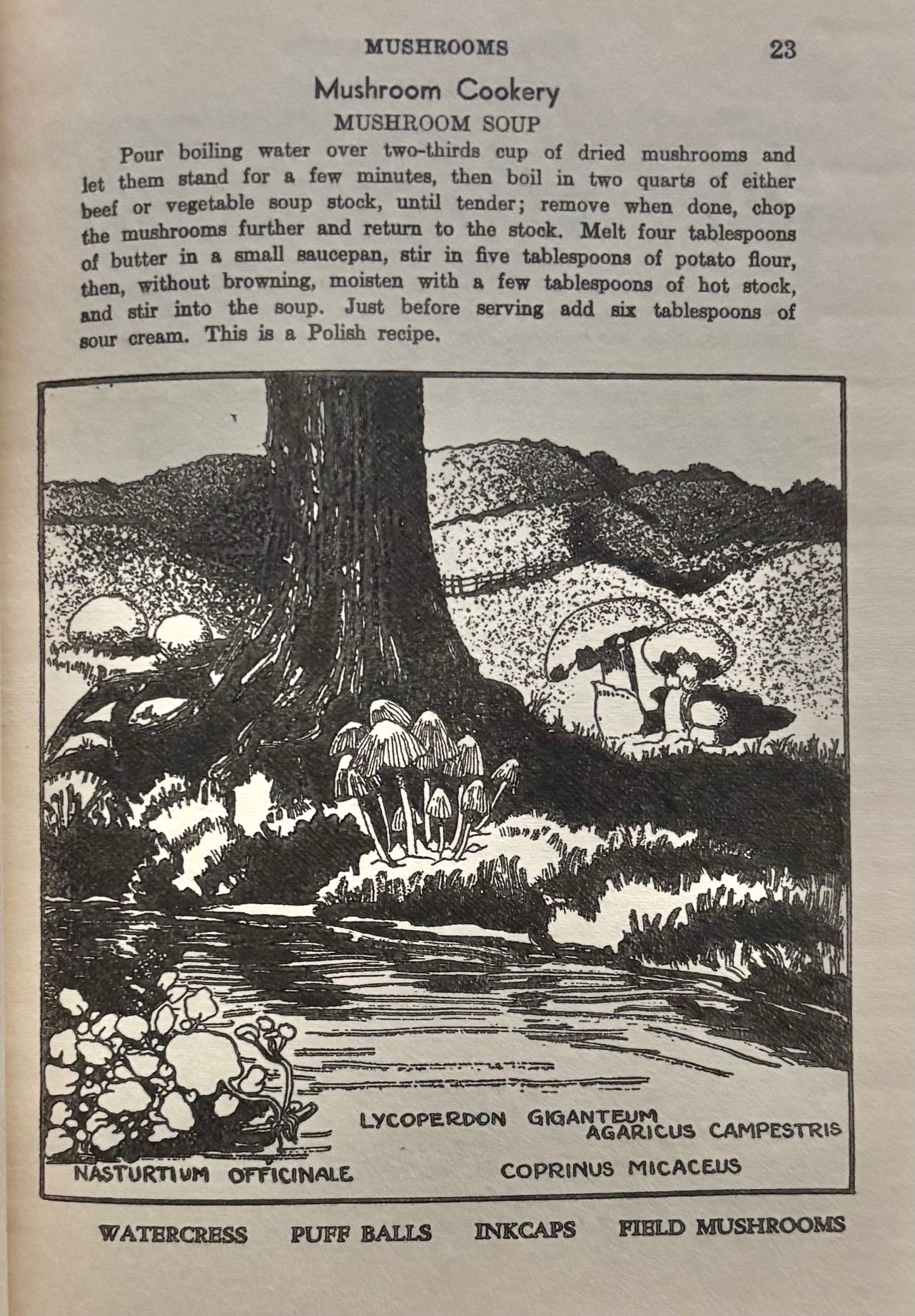 (*NEW ARRIVAL*) (Foraging) Nelson Coon. Using Wayside Plants
