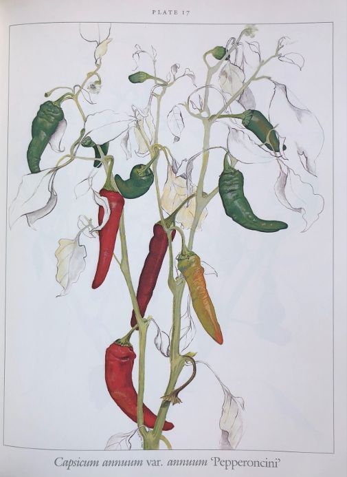 (*NEW ARRIVAL*) (Peppers) Jean Andrews. Peppers: The Domesticated Capsicums. SIGNED!