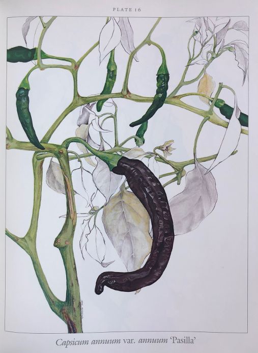 (*NEW ARRIVAL*) (Peppers) Jean Andrews. Peppers: The Domesticated Capsicums - New Edition