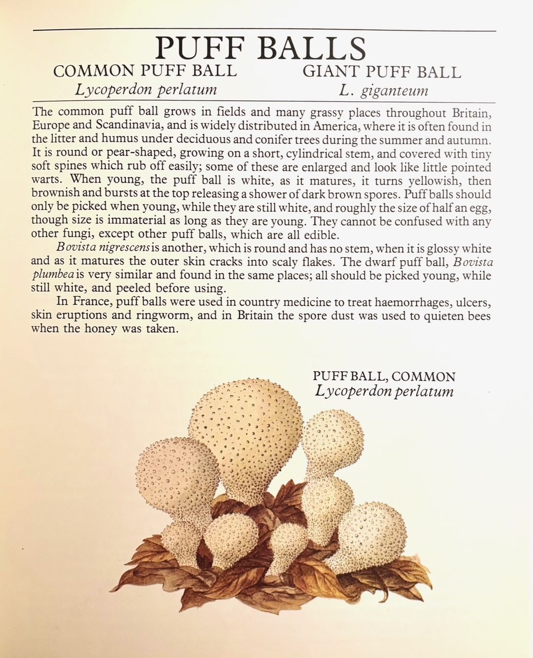 (*NEW ARRIVAL*) (Foraging) Pamela Michael. All Good Things Around Us: A Cookbook and Guide to Wild Plants and Herbs