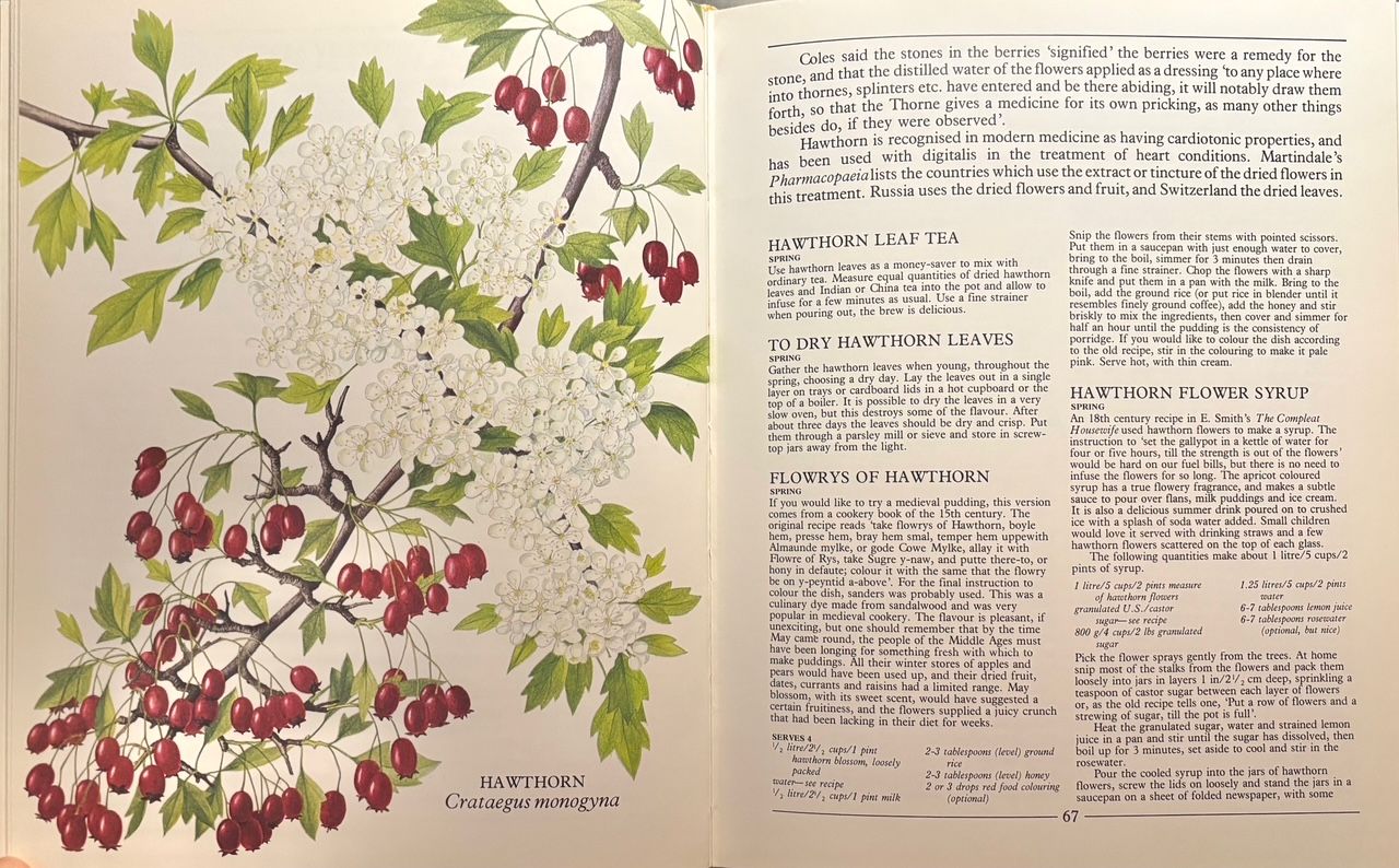 (*NEW ARRIVAL*) (Foraging) Pamela Michael. All Good Things Around Us: A Cookbook and Guide to Wild Plants and Herbs