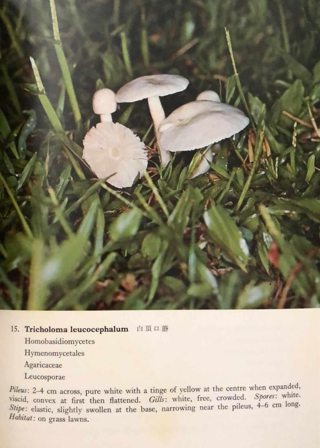 (Mushrooms) Griffiths, D.A. Fungi of Hong Kong.