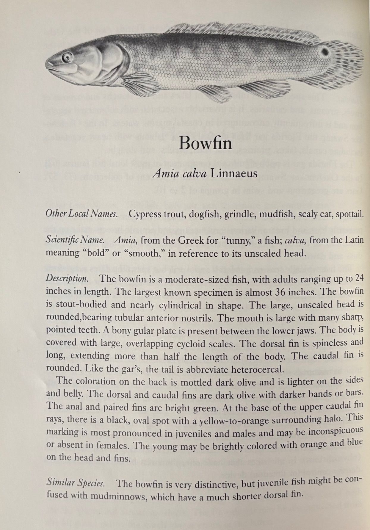 (*NEW ARRIVAL*) (Southern - Georgia) Joshua Laerm & B.J. Freeman. Fishes of the Okefenokee Swamp