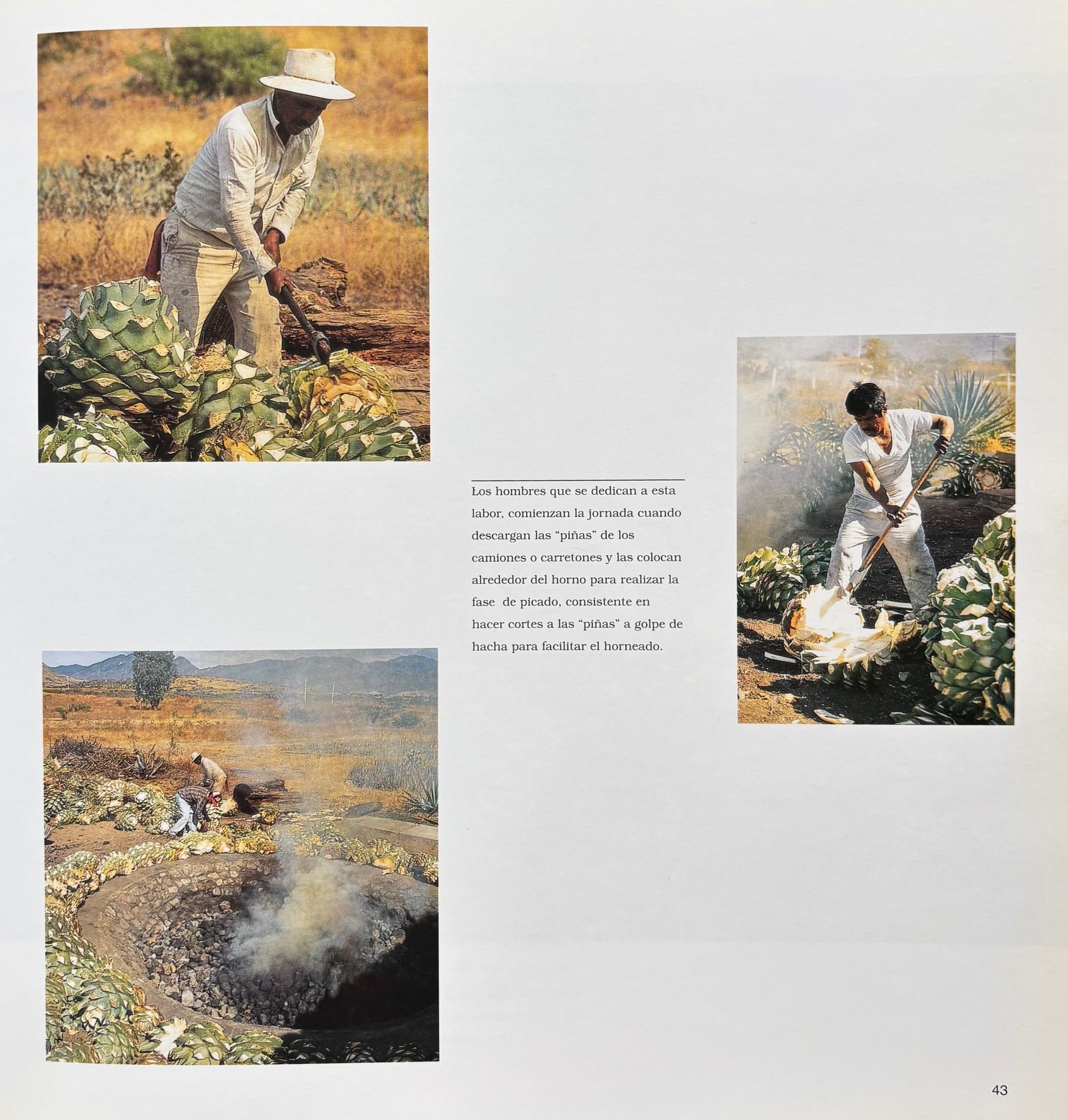 (*NEW ARRIVAL*) (Mezcal) Mezcal: Elixir de la Larga Vida