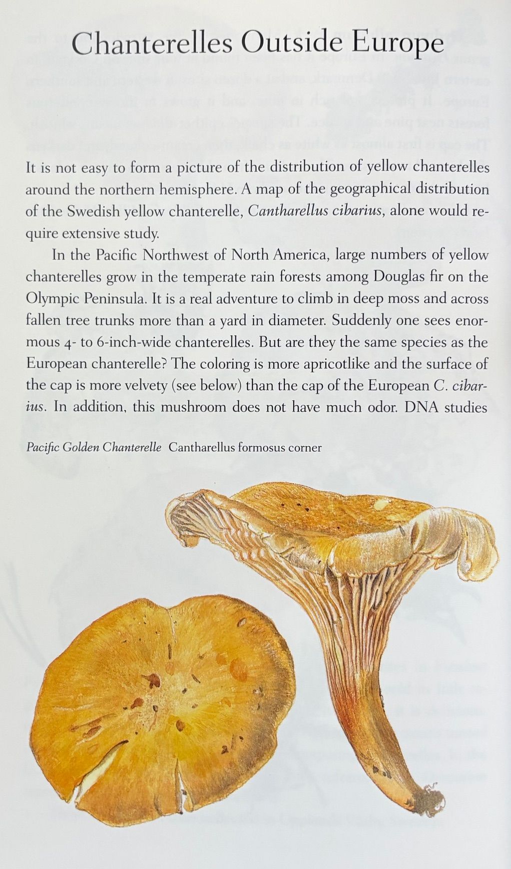 The Chanterelle Book (Olle Persson)
