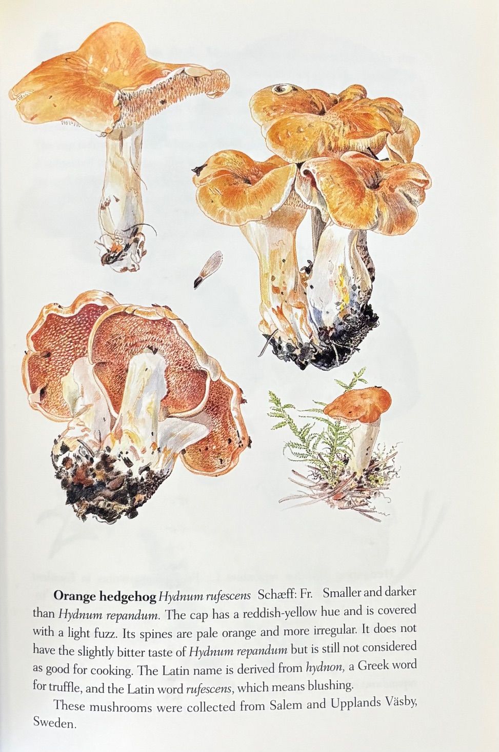 The Chanterelle Book (Olle Persson)