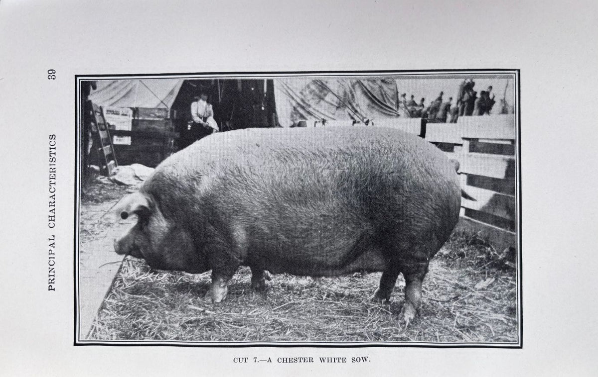 (*NEW ARRIVAL*) (Pork) William Dietrich. Swine