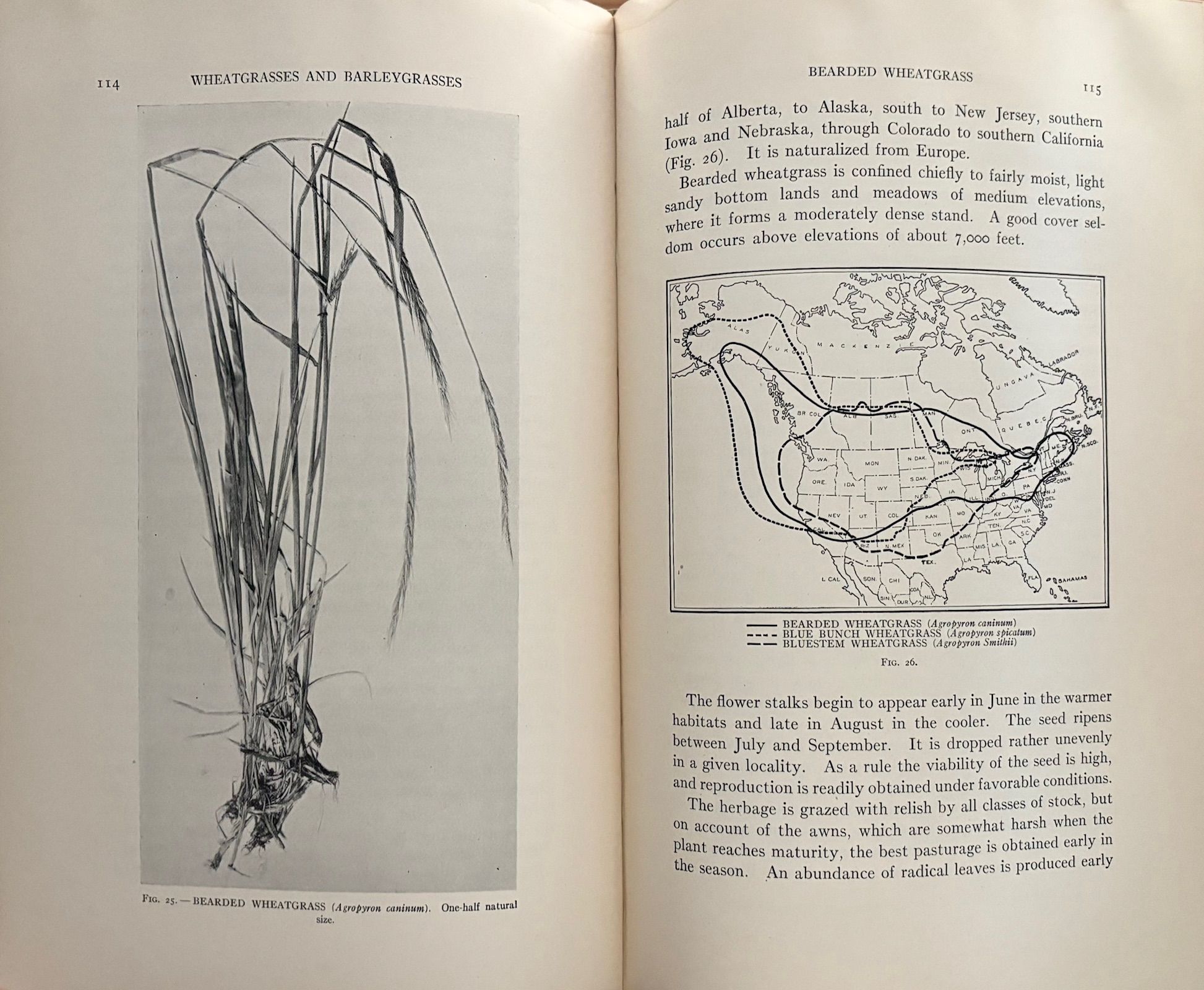 (*NEW ARRIVAL*) (Foraging) Arthur Sampson. Native American Forage Plants