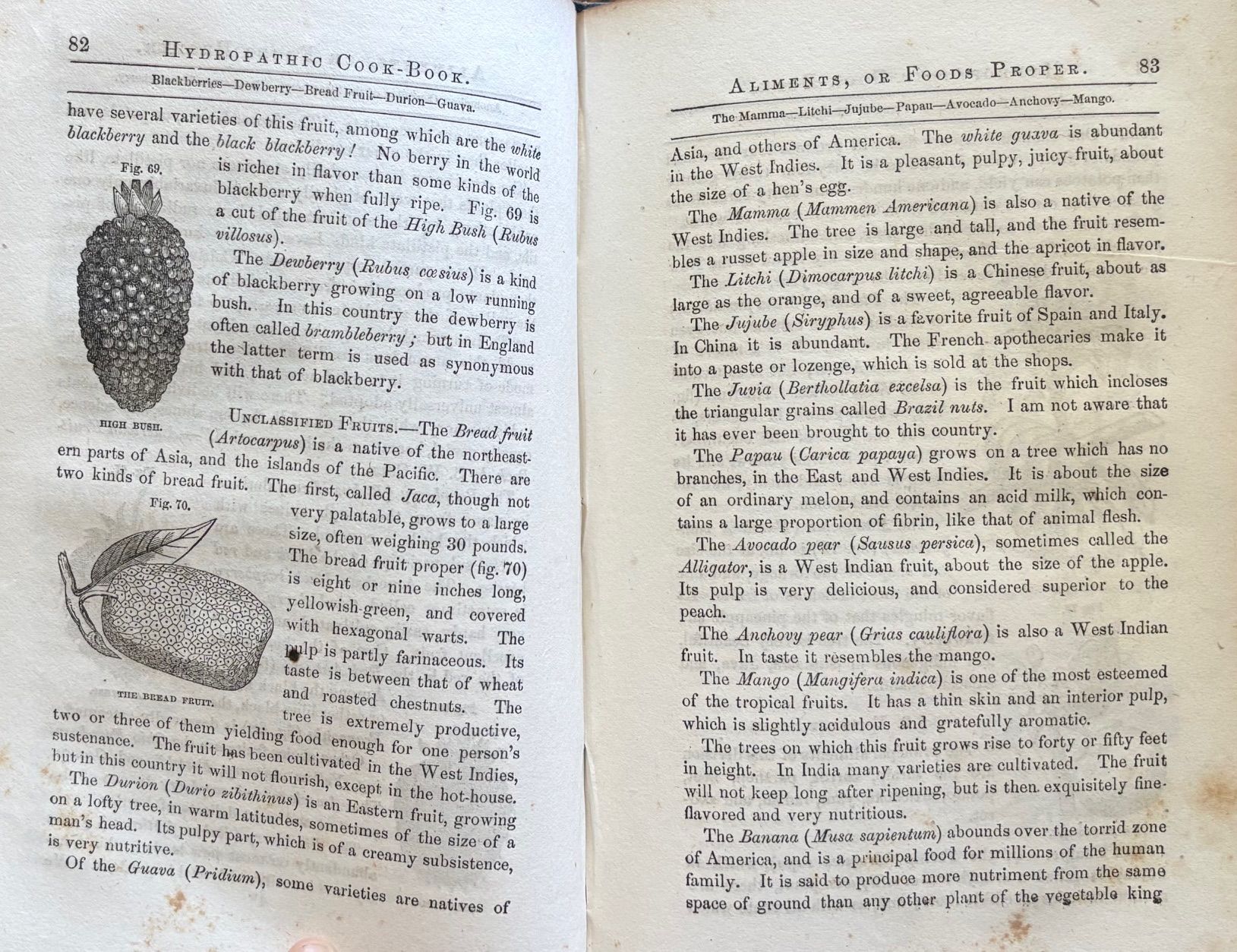 (Vegetarian) R[ussell].T[hacher]. Trall. The New Hydropathic Cook-Book; with Recipes for Cooking on Hygenic Principles
