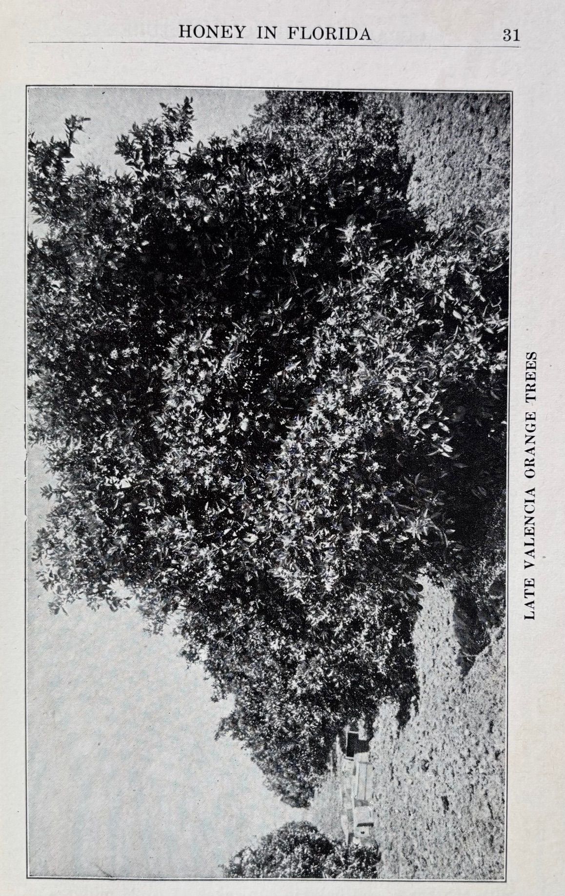 (Beekeeping - Southern) Waldo Horton & Isabelle Thursby. Florida Honey and its Hundred Uses