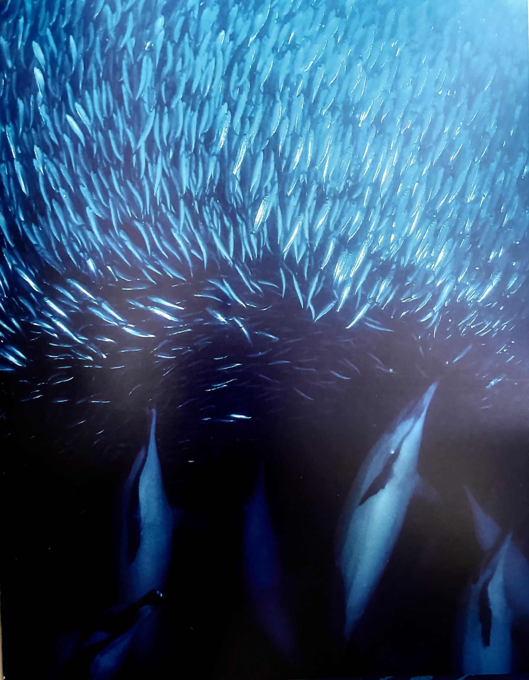 Sardines de la Naissance a la Boite (Thierry Aguila, Patrick Coulomb, François Thomazeau)