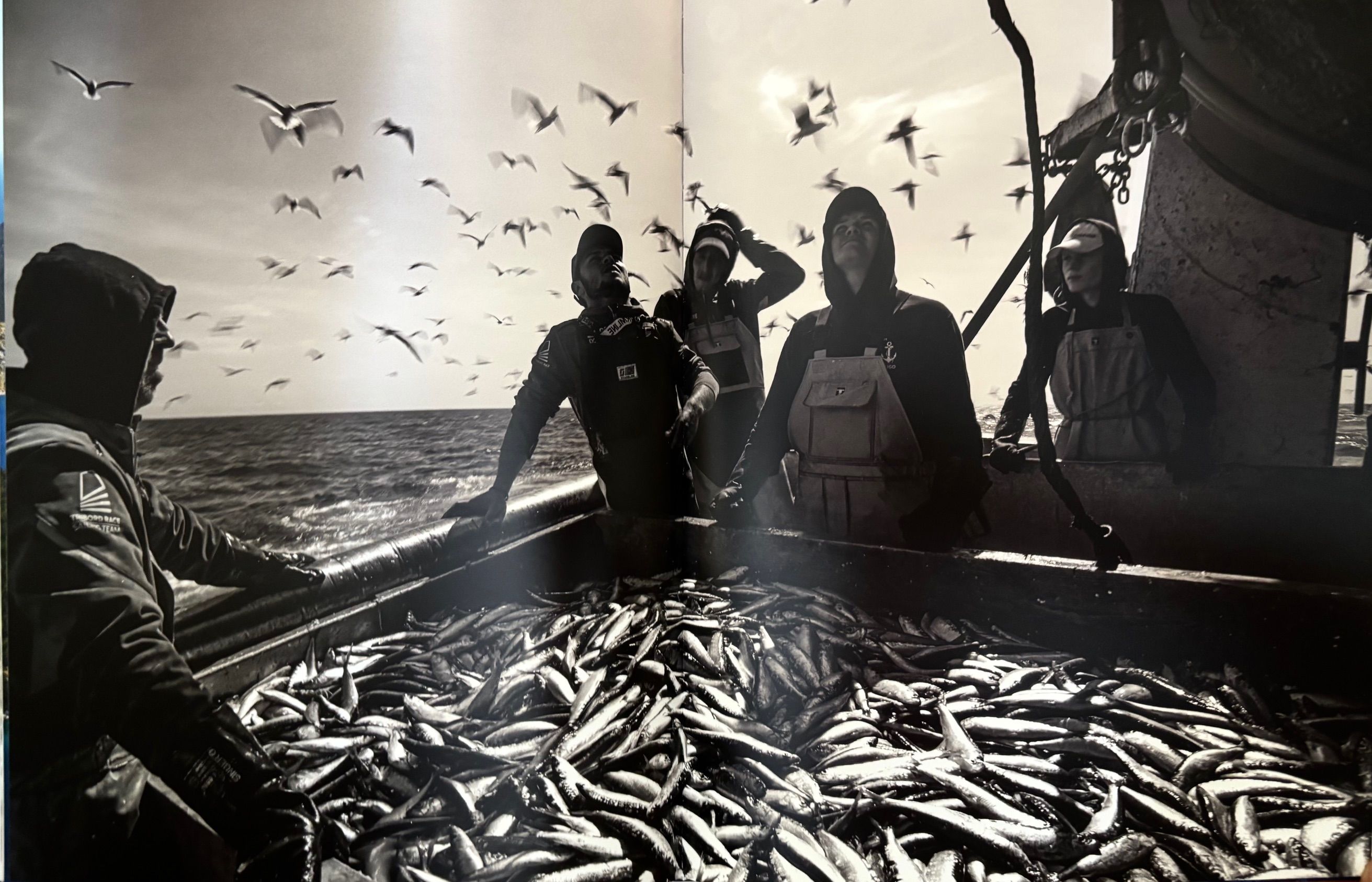 Sardines de la Naissance a la Boite (Thierry Aguila, Patrick Coulomb, François Thomazeau)