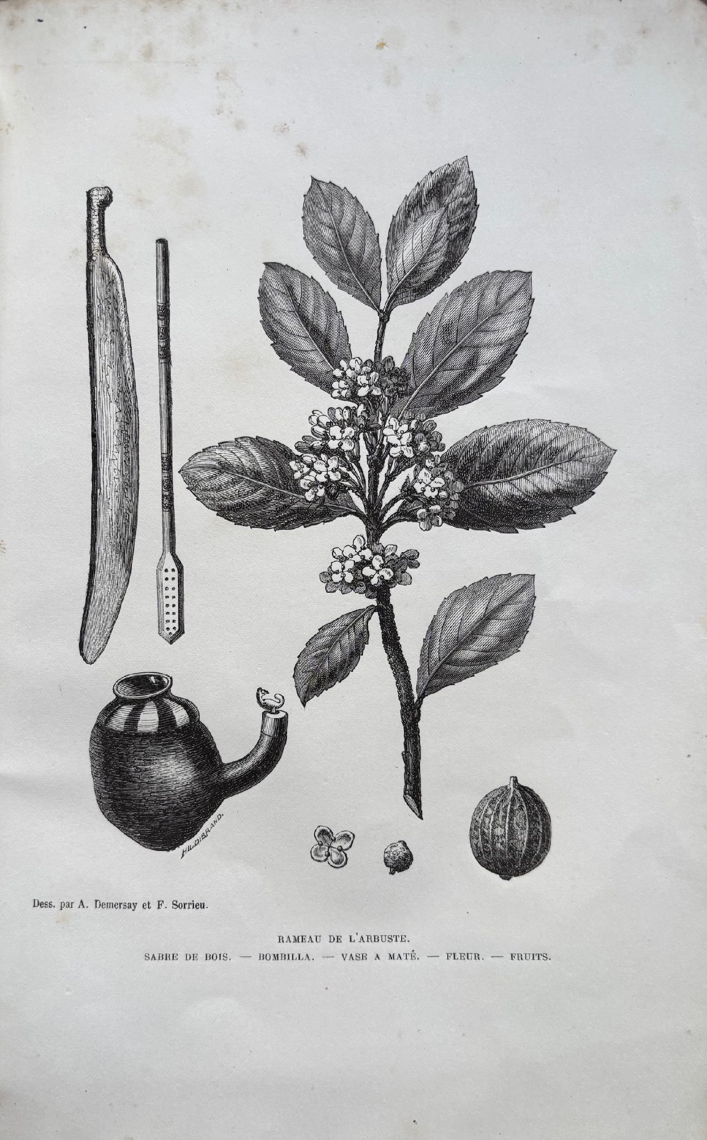 (Tea - Maté - Paraguay) Dr. Alfred Demersay. Etude Economique sur le Maté ou Thé du Paraguay. *Signed*