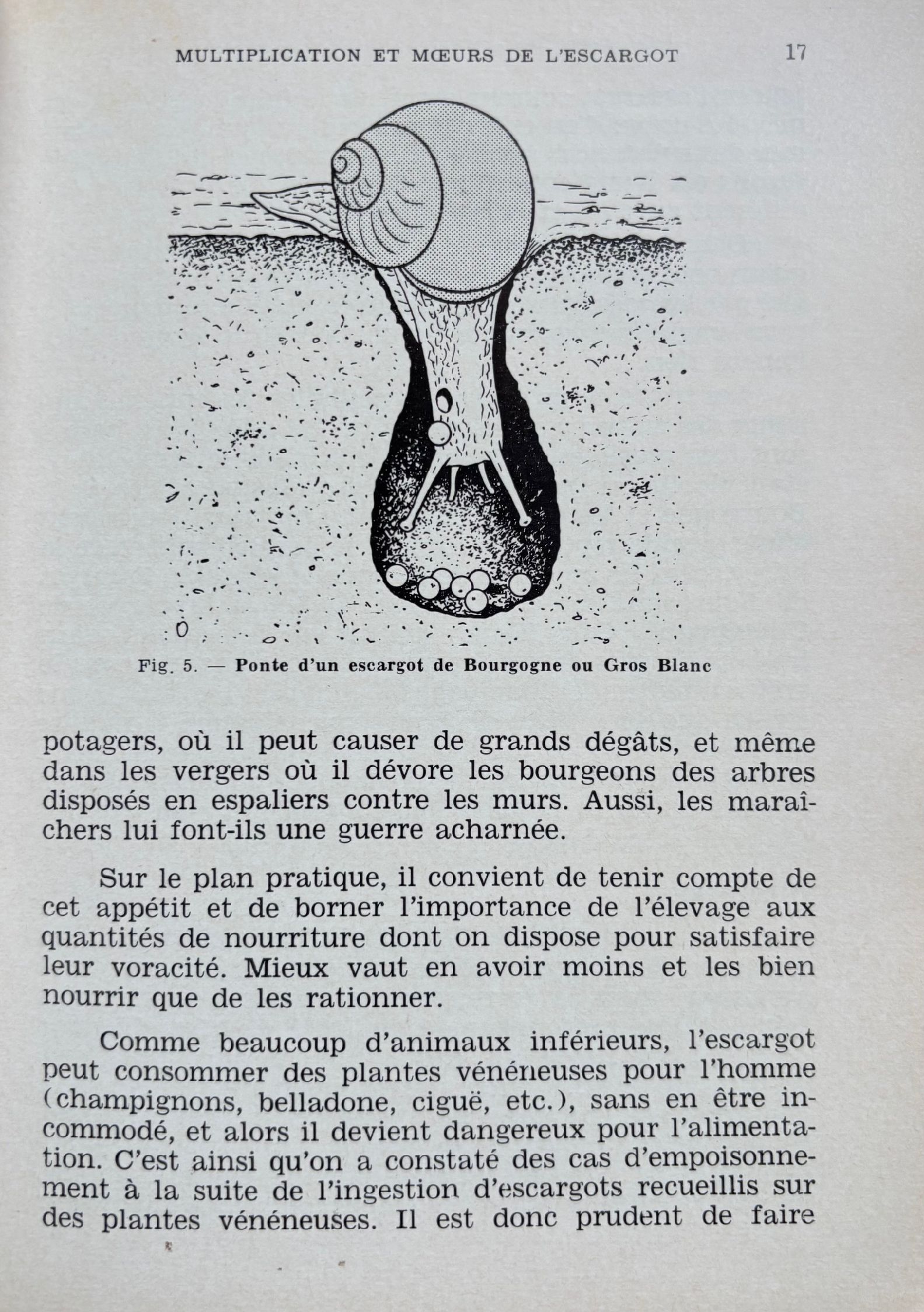 (Snails) A. Thevenot & F. Lesourd. L'Escargot et la Grenouille Comestibles