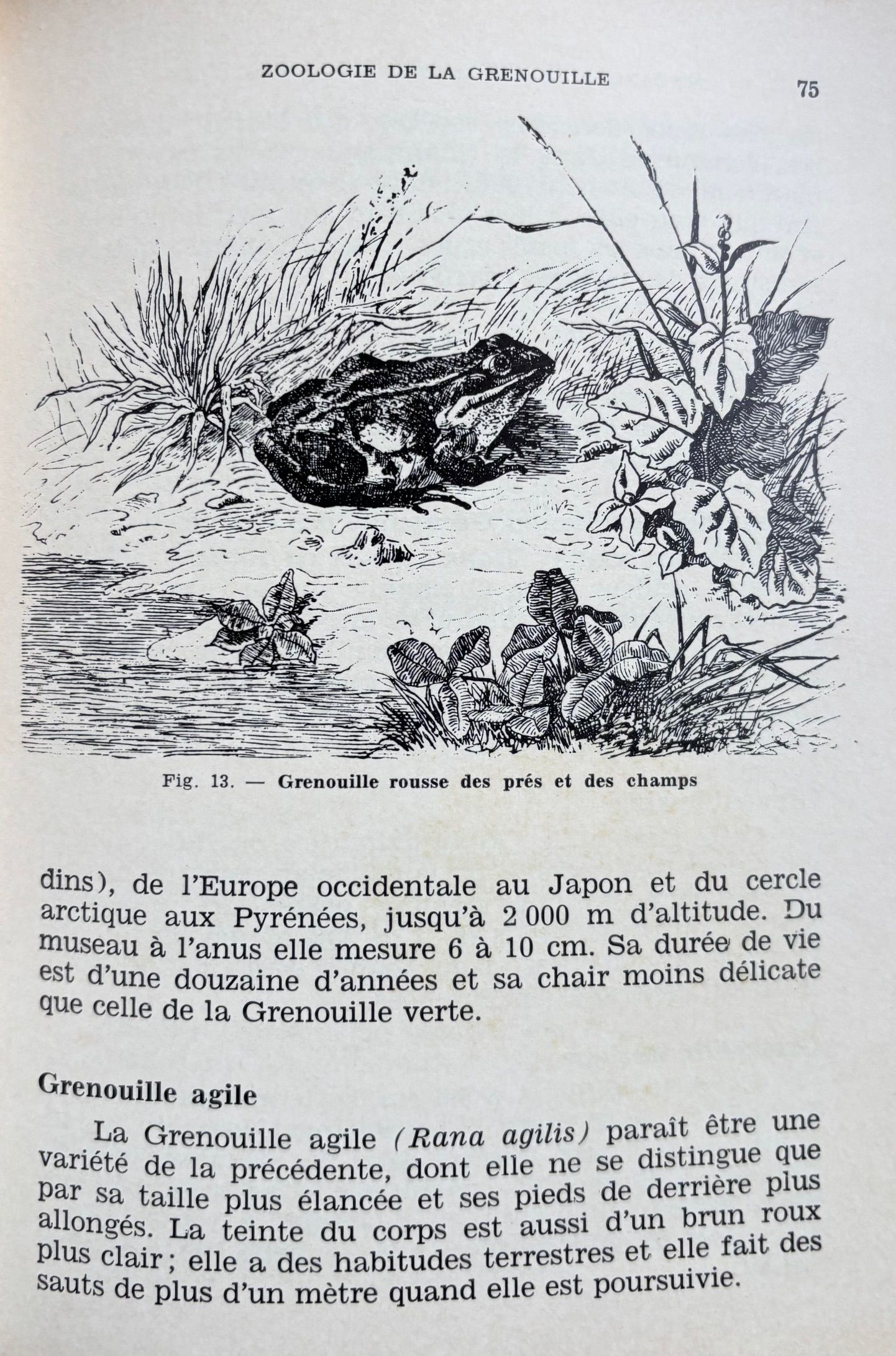 (Snails) A. Thevenot & F. Lesourd. L'Escargot et la Grenouille Comestibles