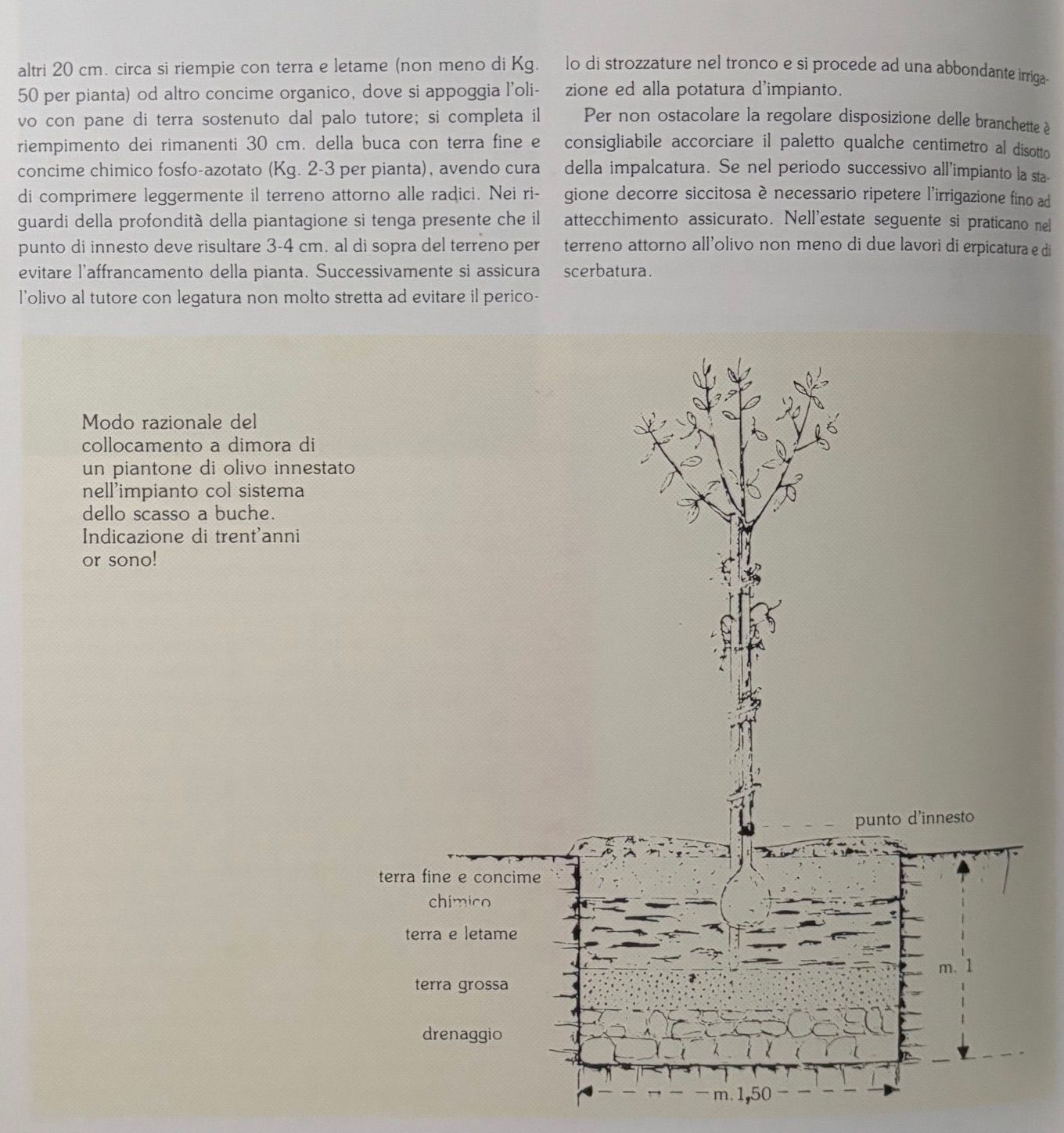 (Italian - Olives) Ottorino Milesi. Olivi ed Olio in Terra Bresciana