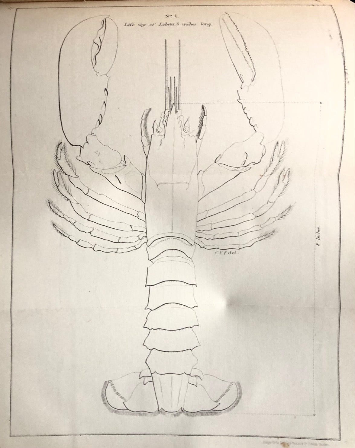 (*NEW ARRIVAL*) (Shellfish) Buckland, Frank, Spencer Walpole, J. A. Blake, et al. Reports of the Crab and Lobster Fisheries of England and Wales, Scotland, and Ireland