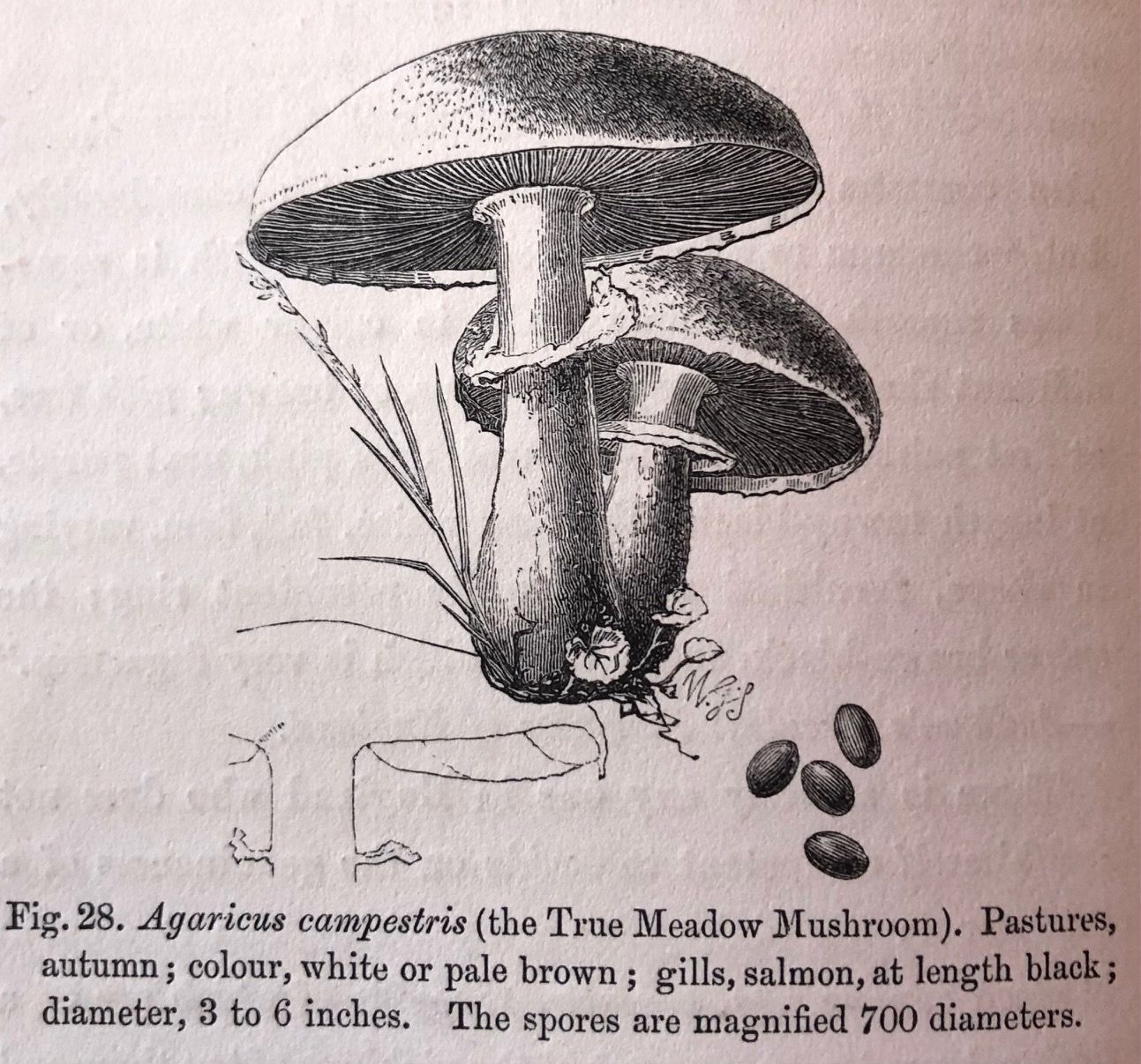 (Mushrooms) Robinson, W. Mushroom Culture: its Extension and Improvement 1873