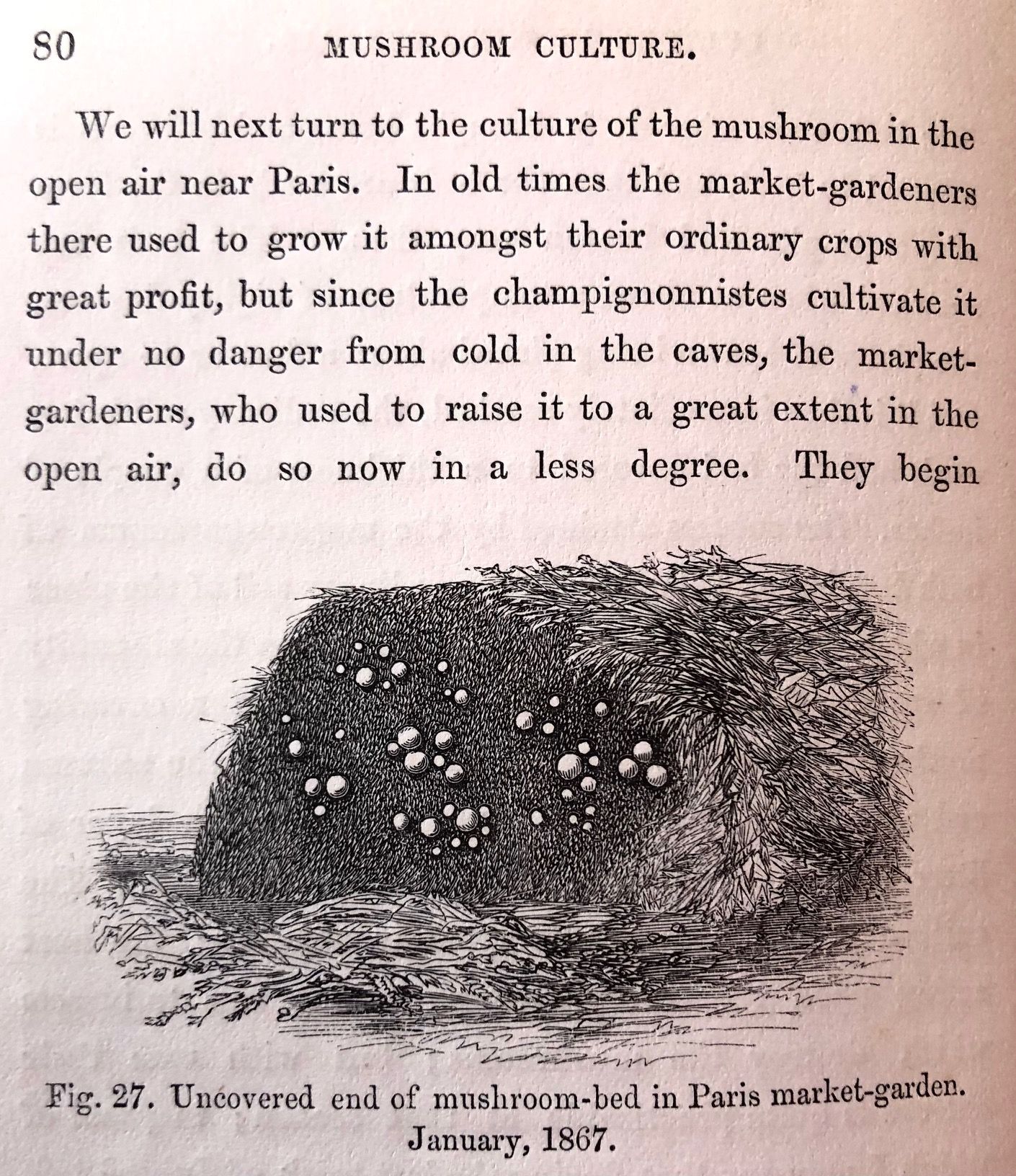 (Mushrooms) Robinson, W. Mushroom Culture: its Extension and Improvement 1873