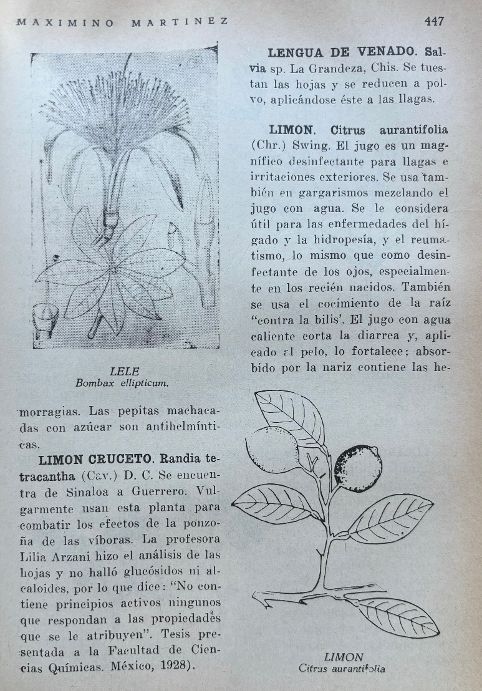 (Mexican) Maximino Martinez. Plantas Medicianales de Mexico