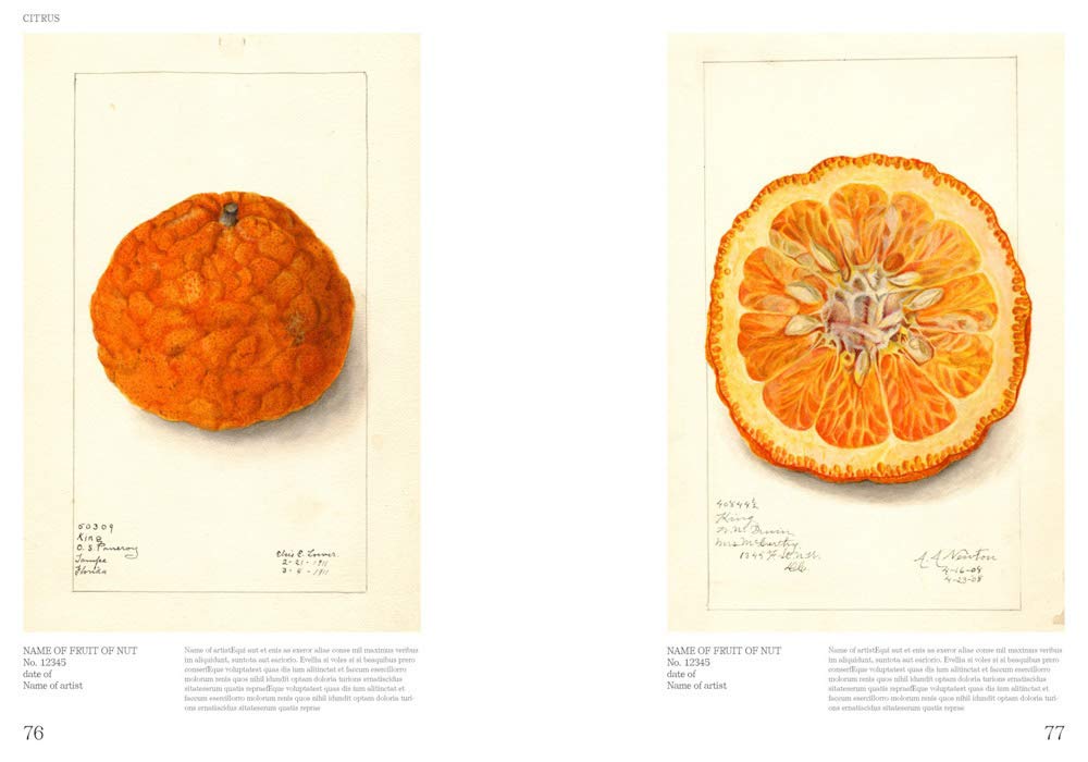 An Illustrated Catalog of American Fruits and Nuts (US Department of Agriculture)