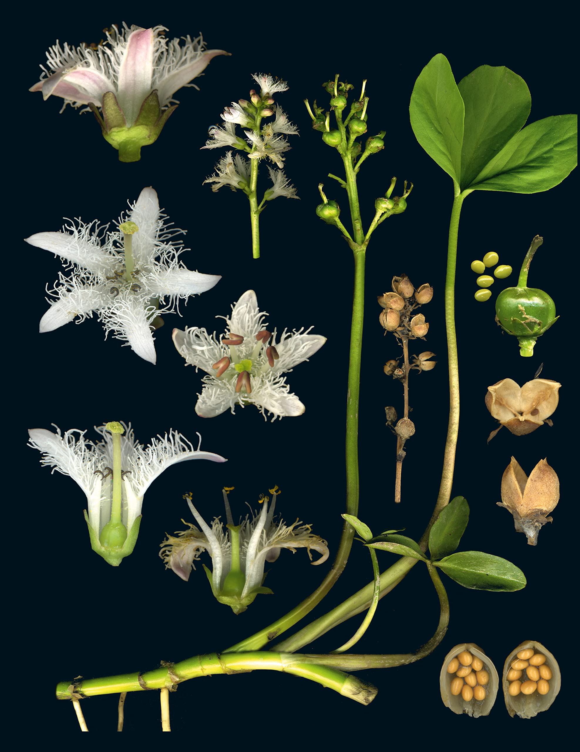 100 Plants that Heal: The illustrated herbarium of medicinal plants (François Couplan, Gérard Debuigne)