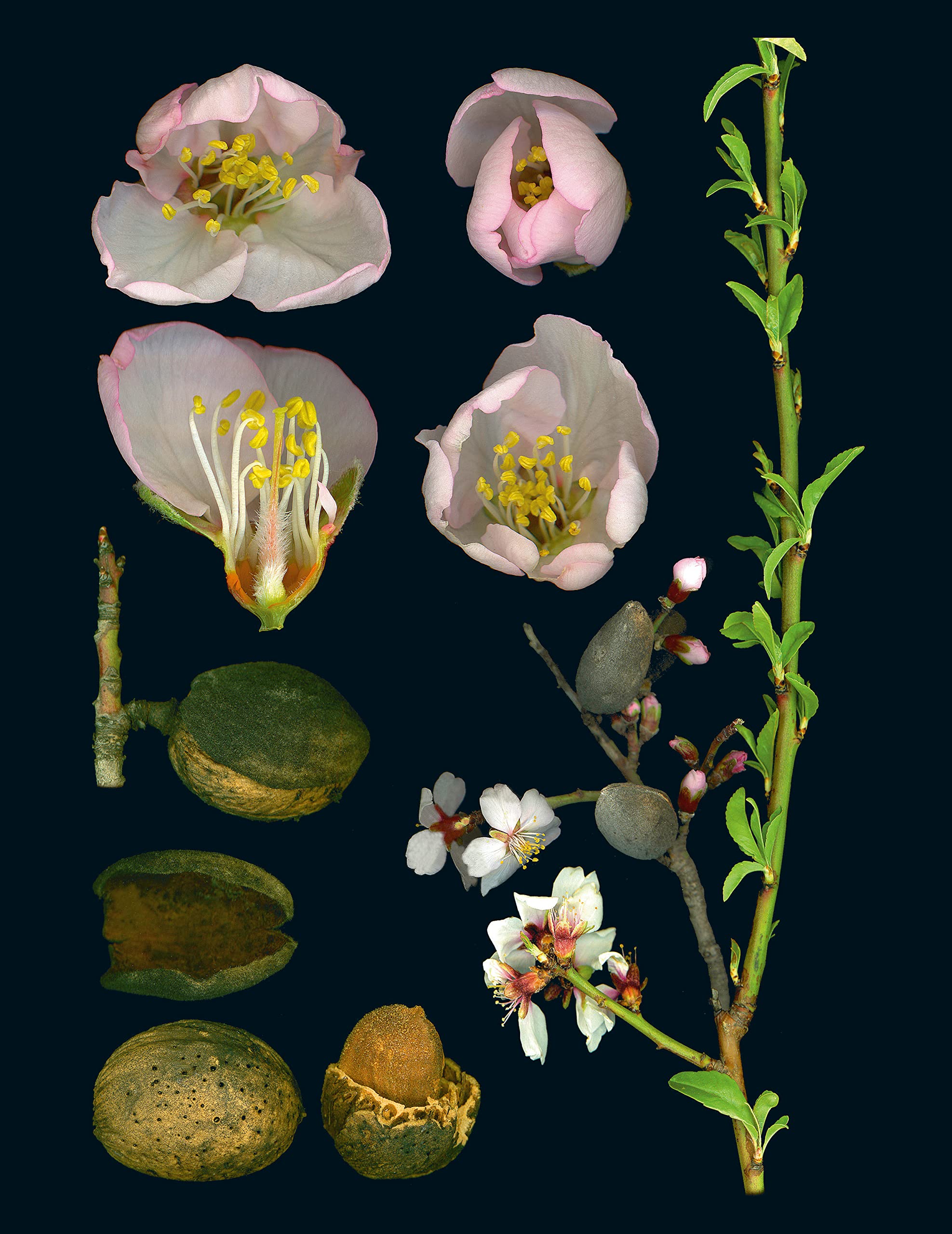 100 Plants that Heal: The illustrated herbarium of medicinal plants (François Couplan, Gérard Debuigne)