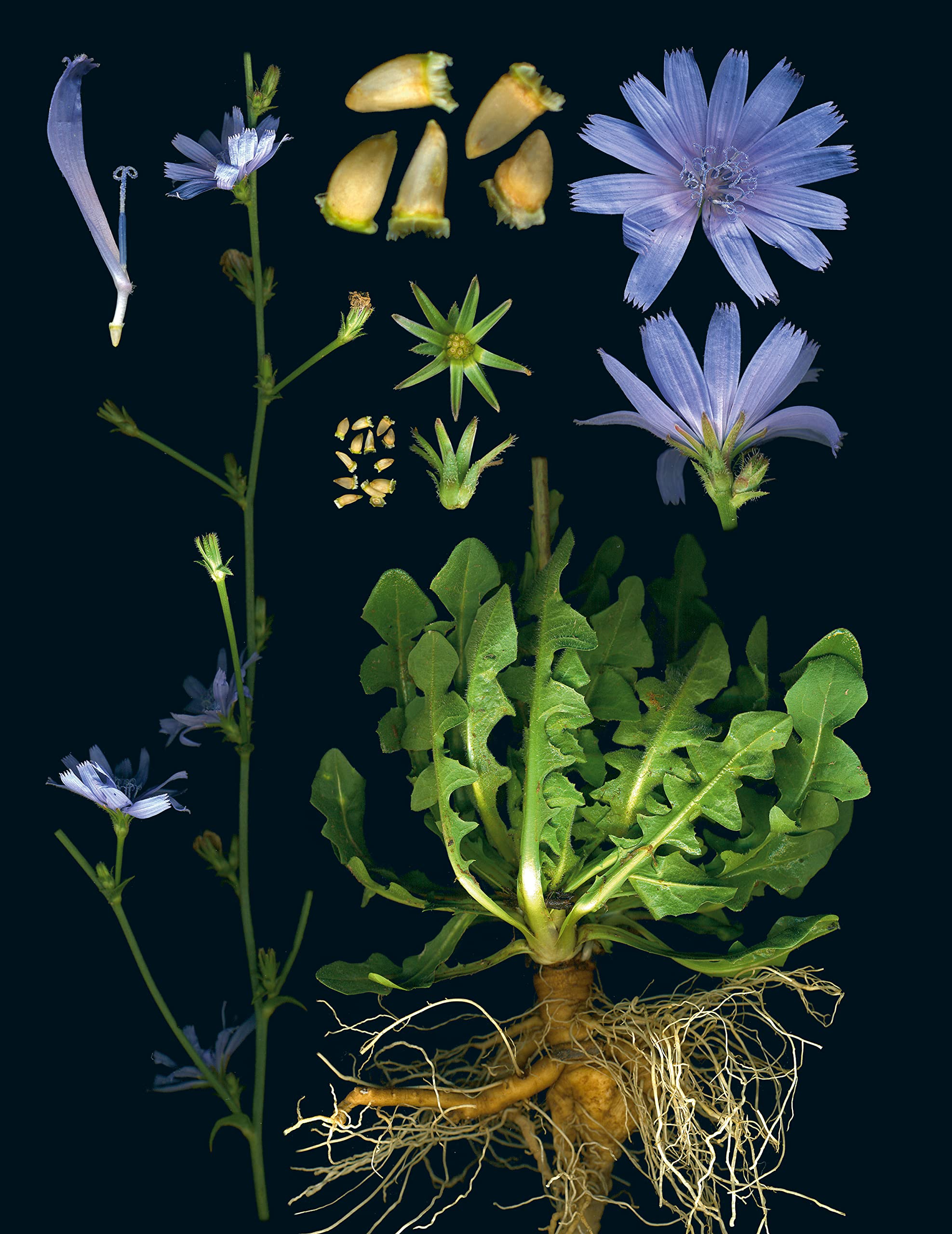 100 Plants that Heal: The illustrated herbarium of medicinal plants (François Couplan, Gérard Debuigne)