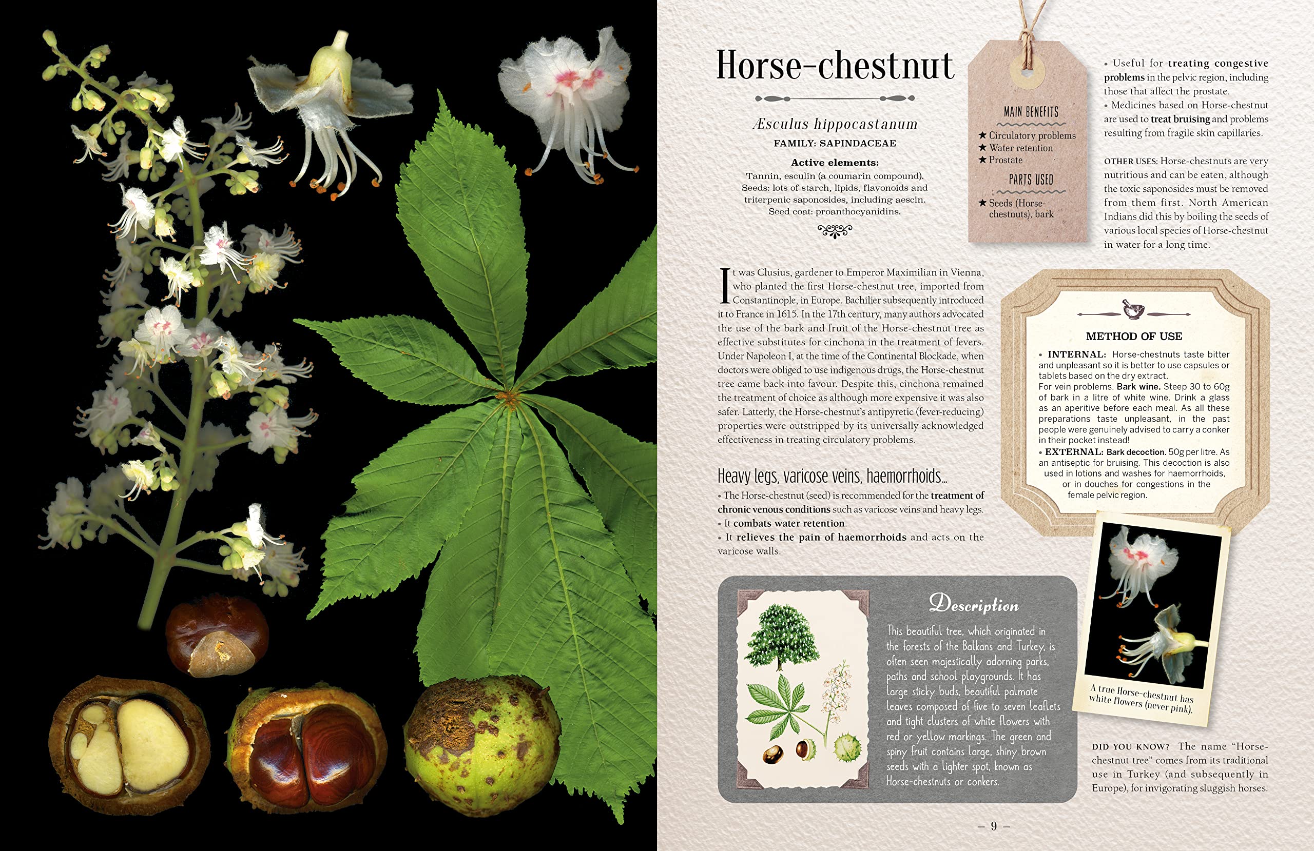 100 Plants that Heal: The illustrated herbarium of medicinal plants (François Couplan, Gérard Debuigne)