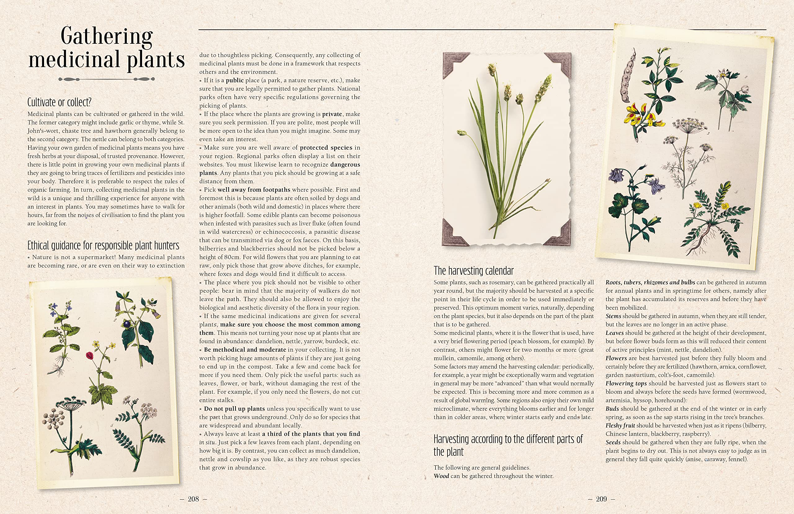 100 Plants that Heal: The illustrated herbarium of medicinal plants (François Couplan, Gérard Debuigne)