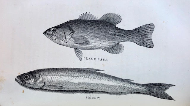 (Seafood) Norris, Thaddeus.  American Fish Culture, embracing all the details of Artificial Breeding and Rearing of Trout; the Culture of Salmon, Shad and Other Fishes.