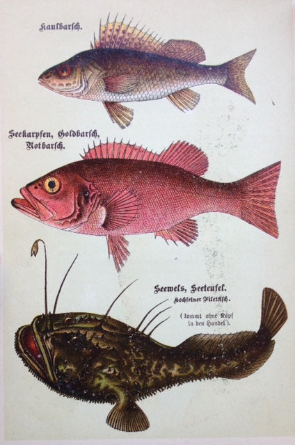 (*NEW ARRIVAL*) (Seafood) Hauptmann, Clara, et al. Spezial-Seefisch Kochbuch