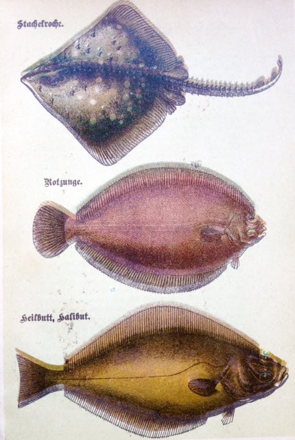 (*NEW ARRIVAL*) (Seafood) Hauptmann, Clara, et al. Spezial-Seefisch Kochbuch