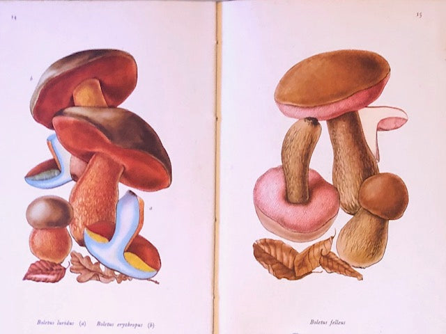 (Mushrooms) Ramsbottom, John. Poisonous Fungi