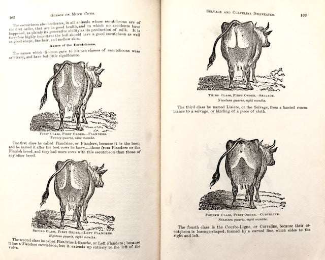 (Dairy) Hazard, Willis P.  How to Select Cows; or The Guenon System, Simplified, Explained, and Practically Applied. 
