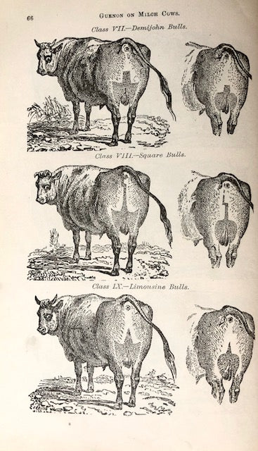 (Dairy) Hazard, Willis P.  How to Select Cows; or The Guenon System, Simplified, Explained, and Practically Applied. 