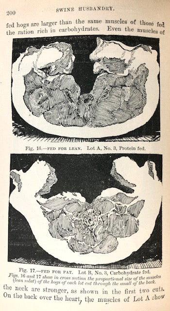(Pigs) Coburn, F.D. Swine Husbandry: A Practical Manual for the Breeding, Rearing and Management of Swine.