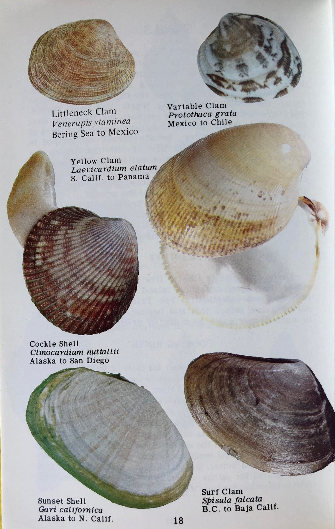 (*NEW ARRIVAL*) (Sea Foraging) Marjorie Furlong & Virginia Pill. Edible? Incredible!