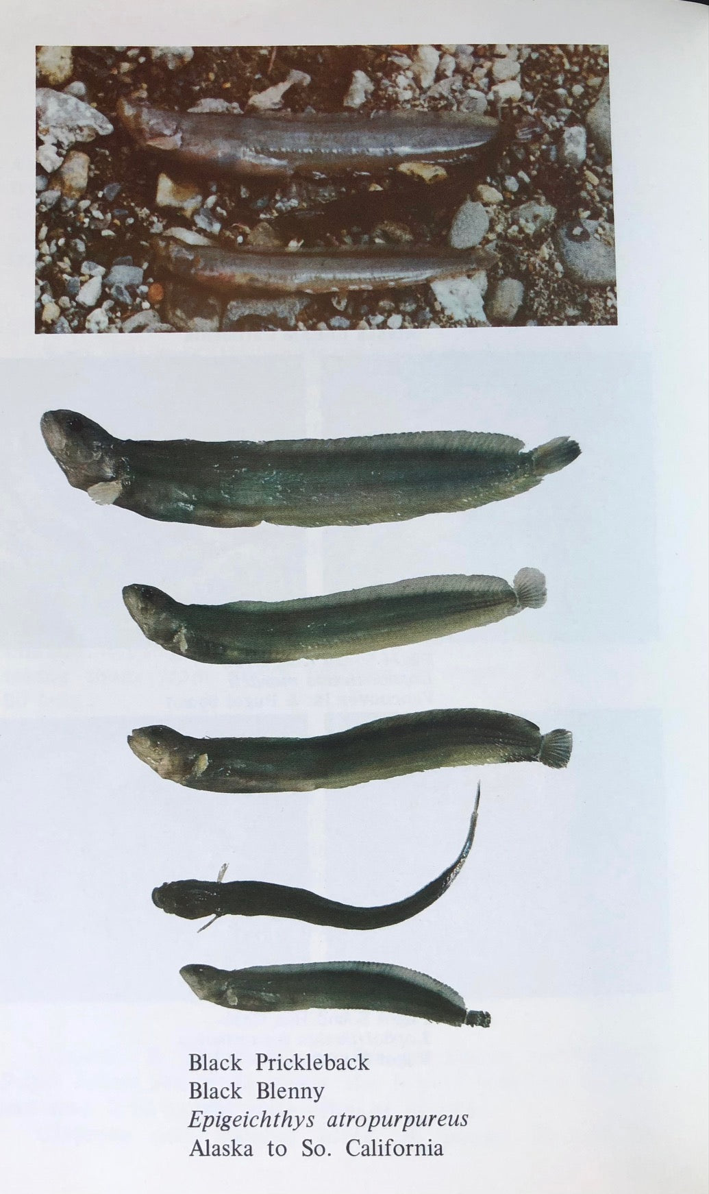 (*NEW ARRIVAL*) (Sea Foraging) Marjorie Furlong & Virginia Pill. Edible? Incredible!