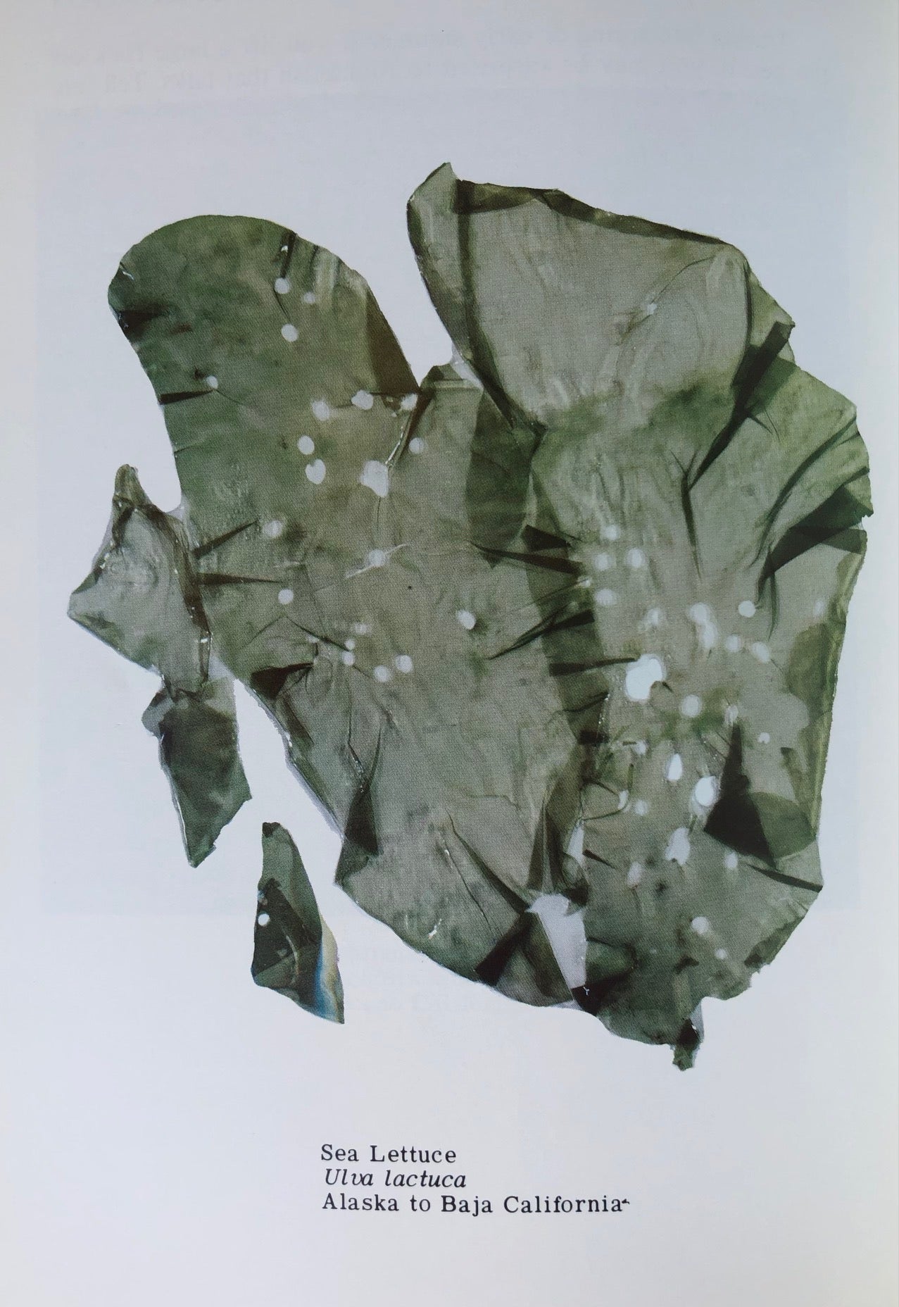 (*NEW ARRIVAL*) (Sea Foraging) Marjorie Furlong & Virginia Pill. Edible? Incredible!
